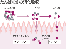 たんぱく質の消化吸収