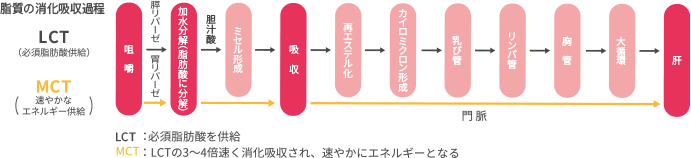 脂質の消化吸収過程