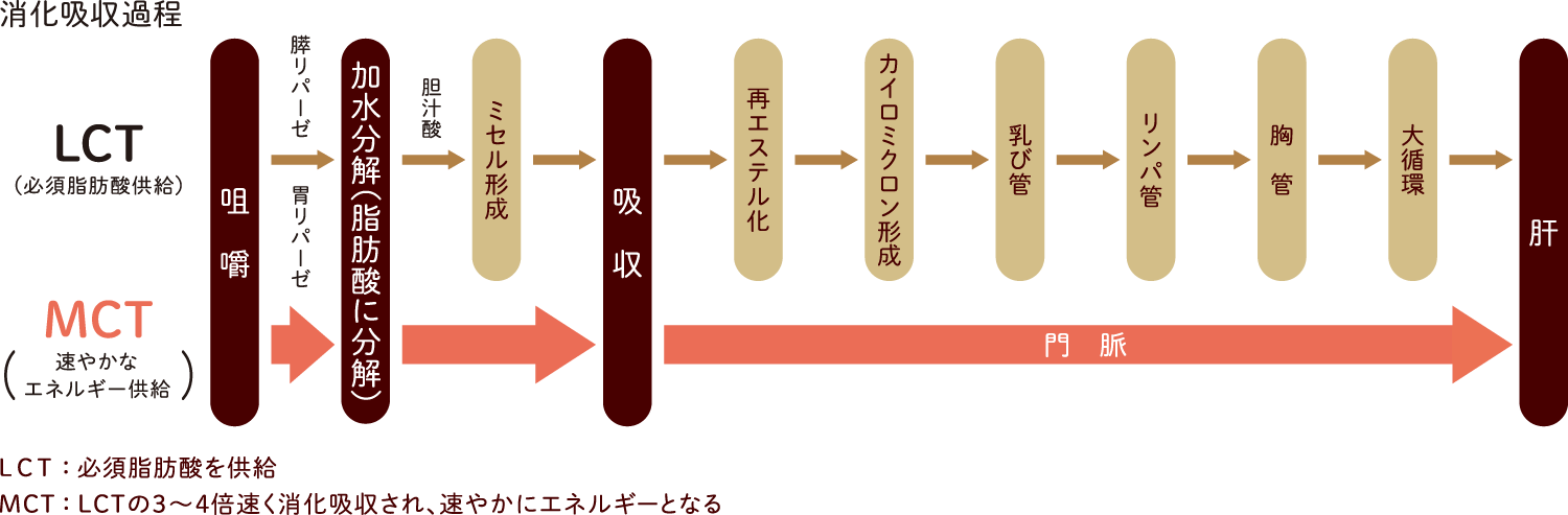 消化吸収過程の図