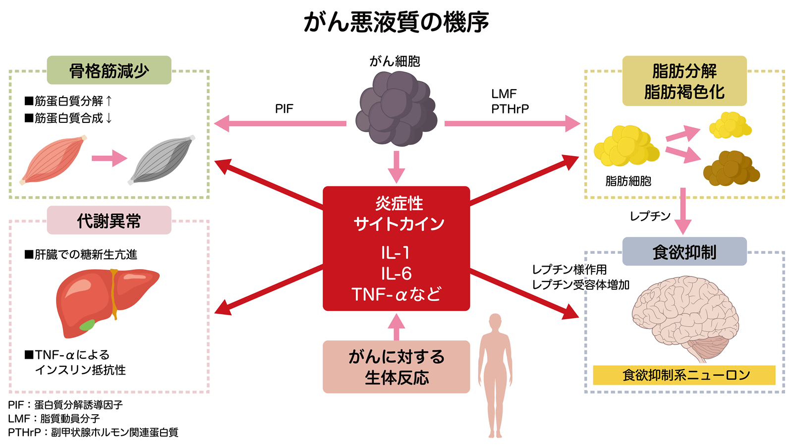 がん悪液質の機序