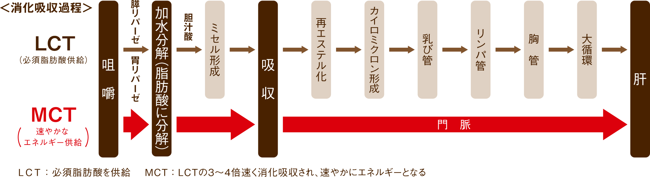 消化吸収過程の図