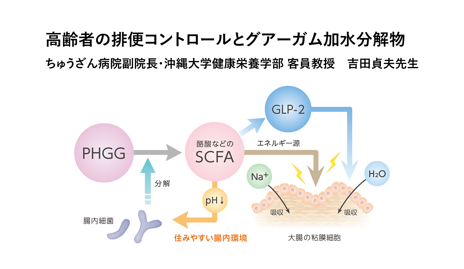 高齢者の排便コントロールとグアーガム加水分解物